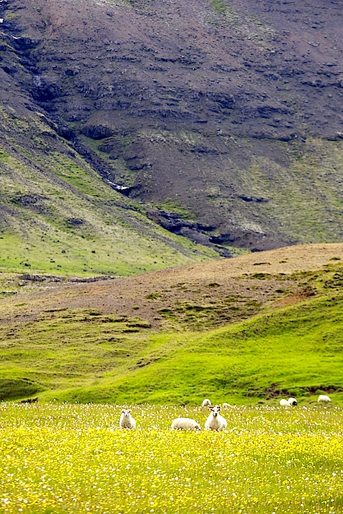 wild icelandic free roaming sheep