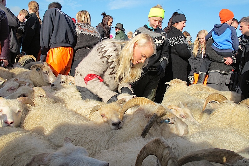 wild icelandic sheep Gathering