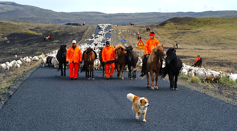 wild icelandic sheep dog Gathering