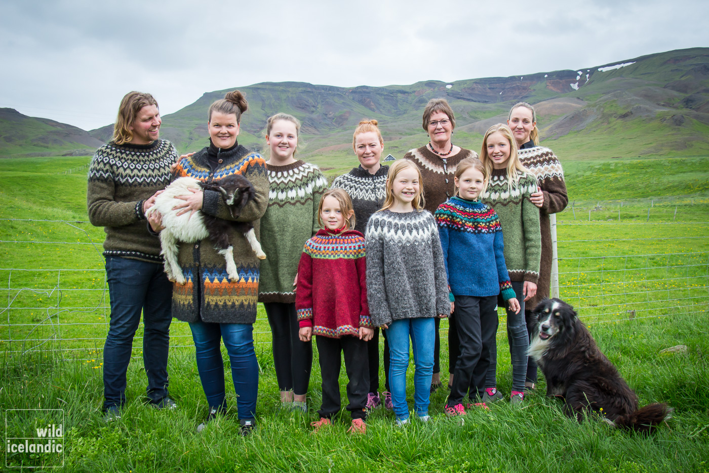wild icelandic lamb Bjarteyjarsandur family1
